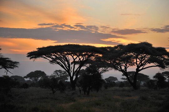 Sunrise in the Tsavo National Park (Kenya)