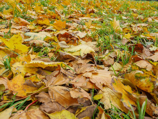 Fallen leaves on the ground in the park in autumn.
