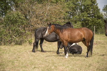 Fototapeta premium horses walk on the field