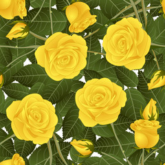 Yellow Rose and Green Leaves on White Background