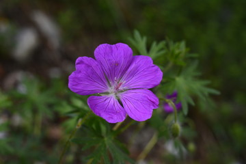 geranio selvatico