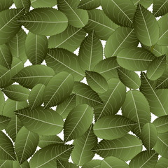 Fototapeta premium Rose Green Leaves on White Background