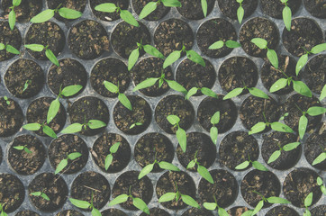 Greenery of young plant and seedling are growing in the pot.