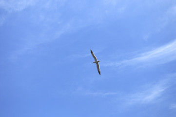 青空とカモメ