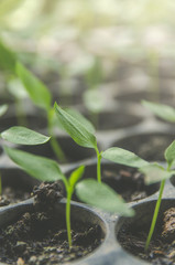 Greenery of young plant and seedling are growing in the pot.