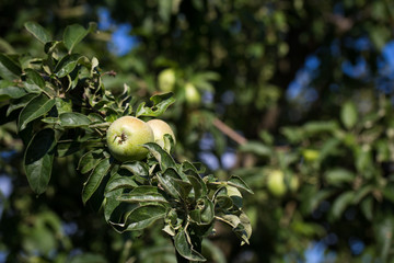 A green apple close-up on a branch. Photographed at a sunny day.