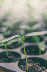 Greenery of young plant and seedling are growing in the pot.