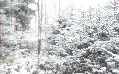 Winter forest. Landscape of winter forest on a sunny day. Snow-c