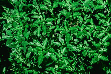 Dark and greenery leaves and background from tropical leaves