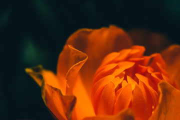 Beautiful warm bud of fiery flower on dark background with copy space. Trollius Asiaticus in macro....