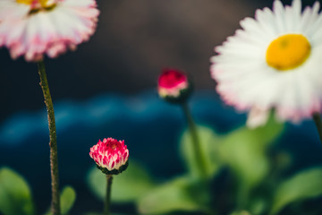 Beautiful daisies with rich green leaves grow in blue flower bed close up. Small white flowers with yellow pollen and with pink tips of petals in macro with copy space on black soil. Red buds of daisy
