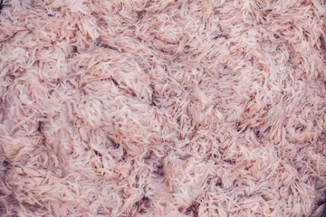 Fresh krill shrimp background sea food