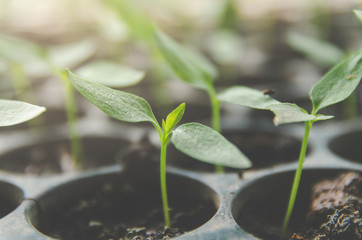 Greenery of young plant and seedling are growing in the pot.