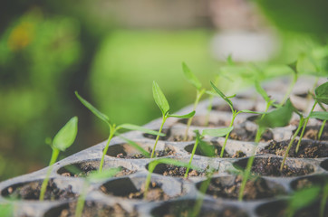 Greenery of young plant and seedling are growing in the pot.