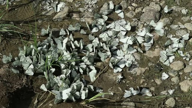 group of white butterflies fly around a dried puddle, some one of them sitting on a ground