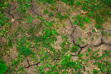 Cracked dry soil 