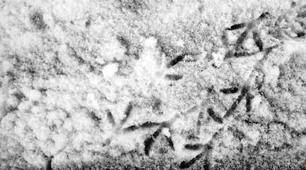 Footprints in the snow. Footprints on the first snow. Imprint an