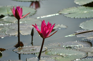 Dark pink water-lilies on a pond. Lily-pads cover the water, which sparkles under the sunshine.