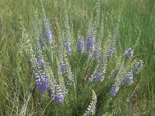 ПРирода Хакасии