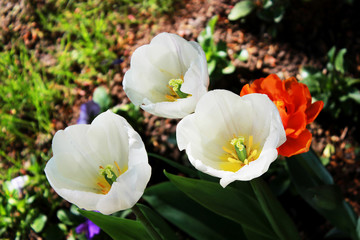 Fototapeta premium three white tulips grow on the flower bed in the general ensemble of the well-appointed Gatchina park. Russia.