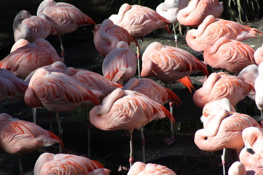 Flamingo At The San Diego Safari Park