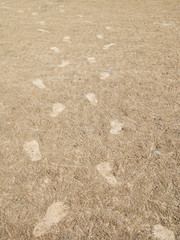 Sand texture background