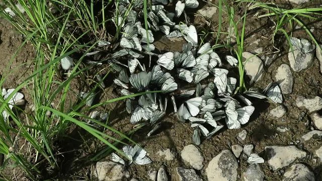 group of white butterflies fly around a dried puddle, some one of them sitting on a ground