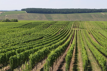 Fototapeta na wymiar Weinstöcke der Sorten Müller-Thurgau und Silvaner in Franken im Sommer