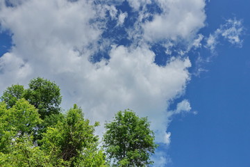 white Cumulus clouds on a blue sky background crown of green trees