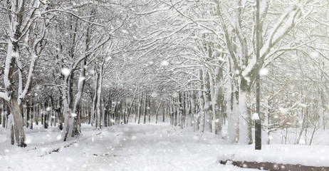 Winter park under the snow. A snowstorm in the city park. Park f