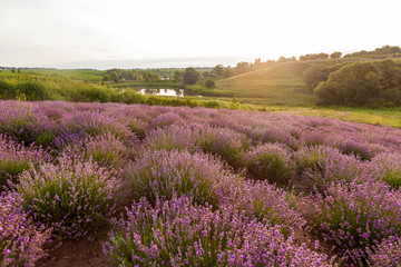 Fototapeta na wymiar rural landscape with lavender bushes