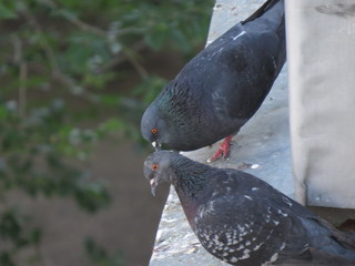 Pigeon. (The Vast Russia! Sergey, Bryansk.)