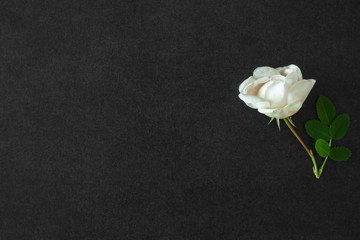Fresh, white rose on the black, dark background. Condolence card. Empty place for emotional,...