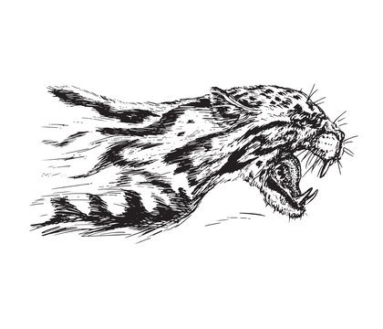 Cheetah growling, has opened an embittered mouth, canines, hand drawn ink doodle, sketch, vector black and white illustration