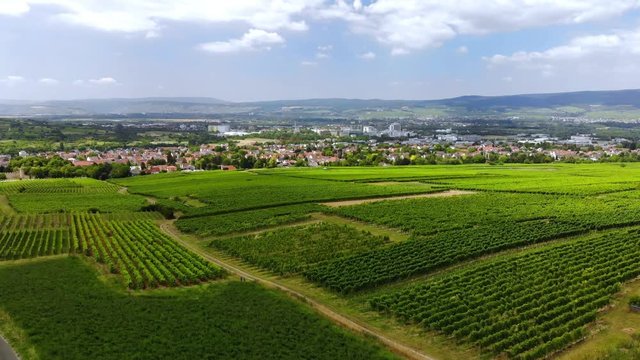 Aerial view of Ingelheim at the river Rhine with vineyards, Flight over, Rheinland-Pfalz, Germany