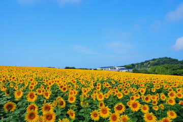 Obraz premium ひまわり