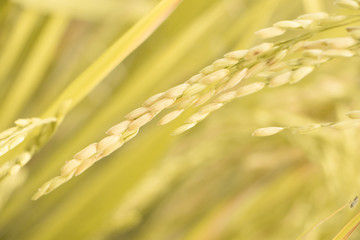 Close up of Rice spike in rice field.