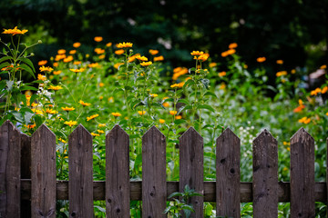 Yellow flowers behind a wooden fence in the village