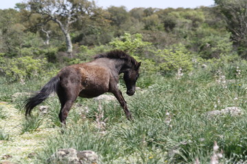 Cavallini della GIara di Gesturi. Sardegna