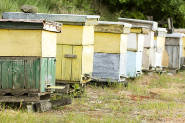 Fototapeta na wymiar Row of bees hives in the apiary