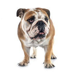 english bulldog