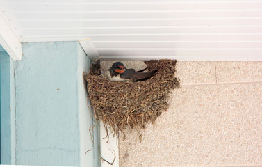 repos et je couve © helenedevun