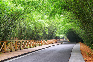 Scenic winding road among green bamboo woods