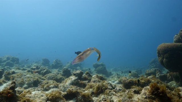 Caribbean Reef Squid in coral reef of Caribbean Sea at scuba dive around Curacao /Netherlands Antilles
