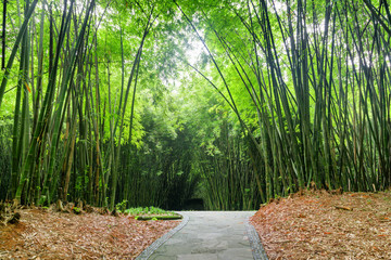 Amazing stone walkway through bamboo woods
