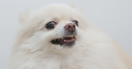 White Pomeranian dog feel angry