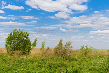 summer landscape with a green meadow, trees and a blue sky with clouds