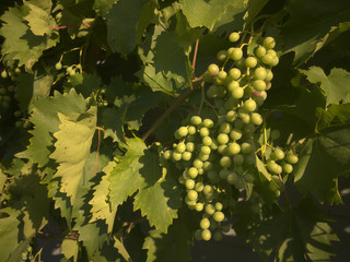 grape