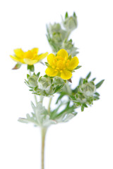 Blooming Wormwood on White Background