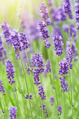 Lavender flower blooming scented field. Bright natural background with sunny reflection. 